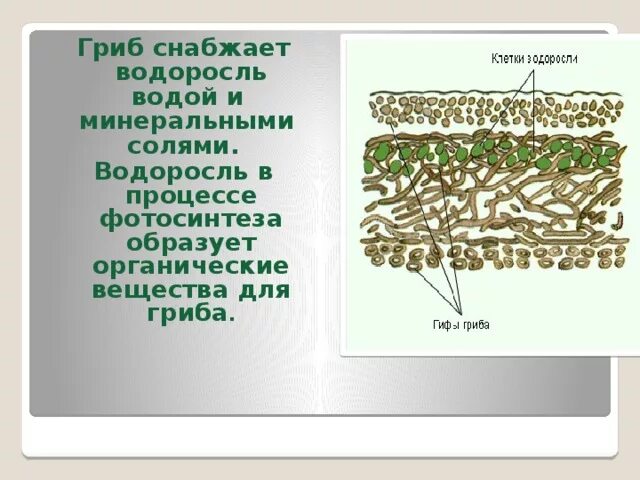 Грибы в лишайниках какие функции. Гриб снабжает водоросль. Строения лишайника фотосинтезирующий слой. Что образуют лишайники. Функции клетки водоросли в лишайнике.