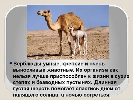 В какой среде обитает верблюд
