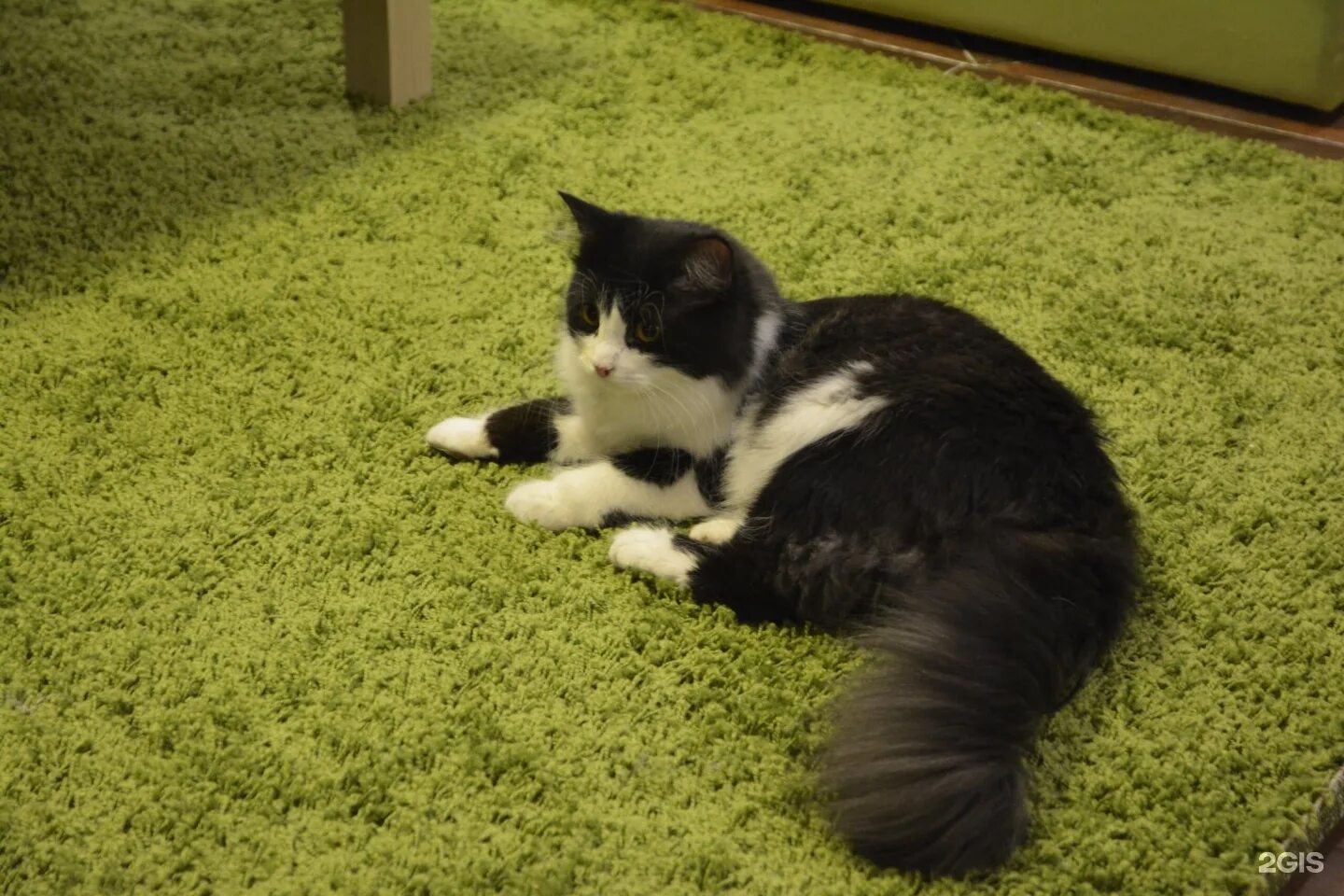 Котокафе мурчим нижний новгород