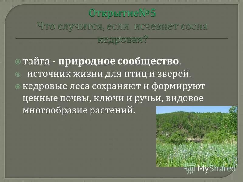 Тайга природные условия 5 класс биология