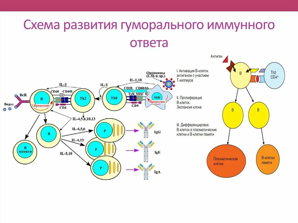 Гуморальный образование антител схема. Схема иммунного ответа гуморального типа. Первичный иммунный ответ иммунология схема. Схема реакций клеточного и гуморального иммунитета. Этапы иммунного ответа