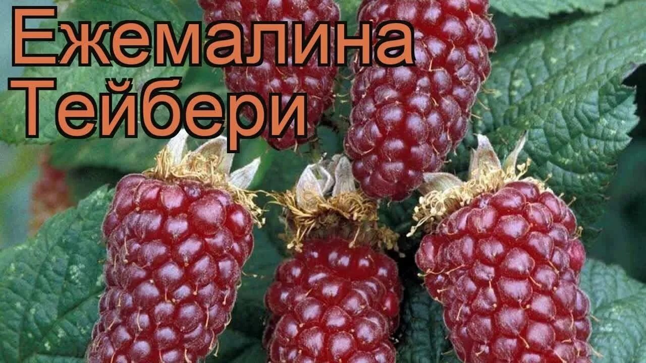 Ежемалина Тайберри Медана. Ежемалина Букингем Тайберри. Ежемалина Логанберри. Малино-ежевичные гибриды Бойсенберри. Ежемалина тайберри описание сорта фото отзывы садоводов