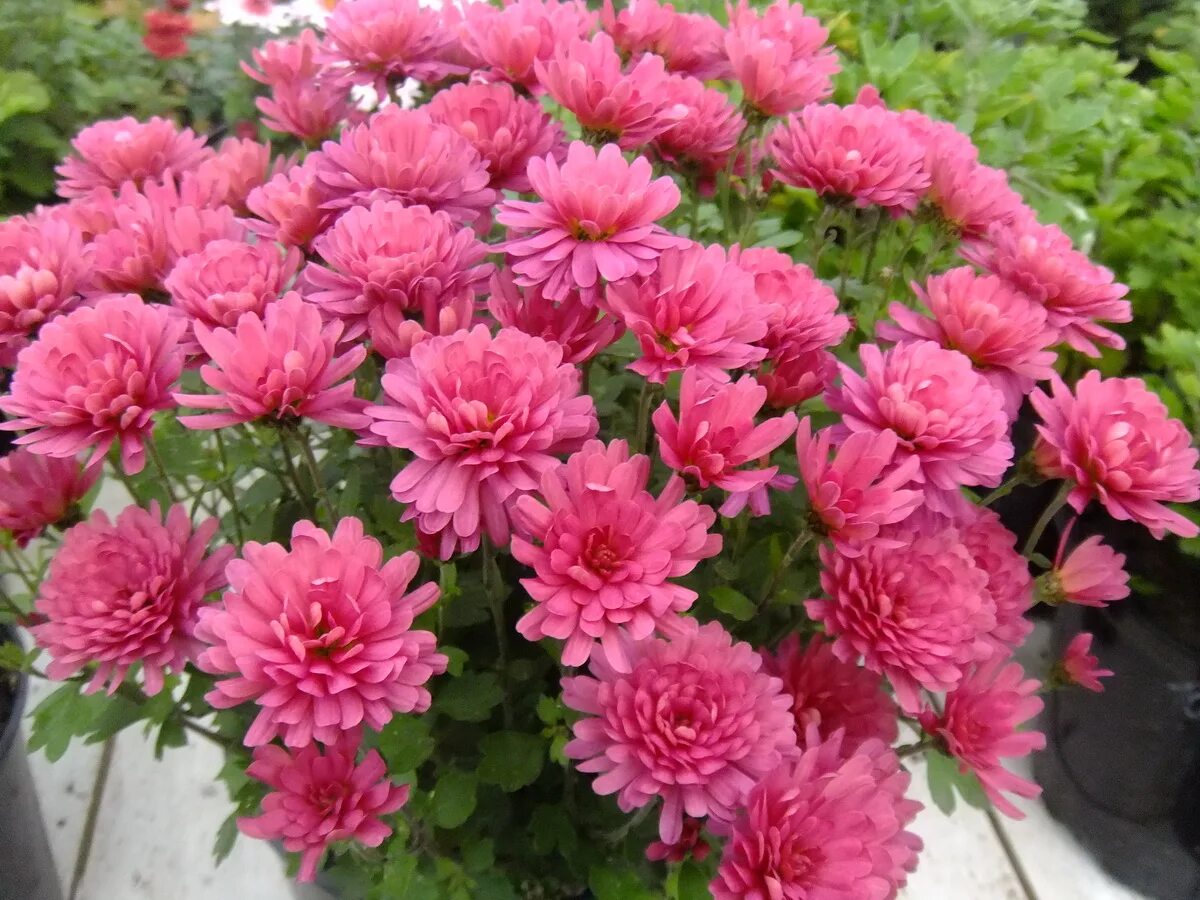 хризантема коралл. хризантема коралл. хризантема мультифлора бранбич коралл. хризантема мультифлора branbeach purple. хризантема мультифлора meridian.