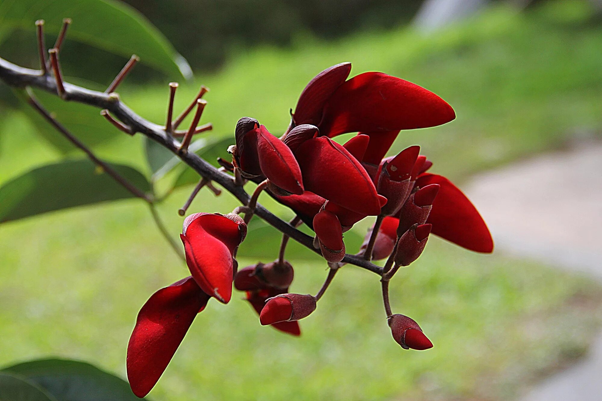 Red plant. Эритрина Пурпл. Красные растения. Растение с красным стеблем. Аллюм растение красный.