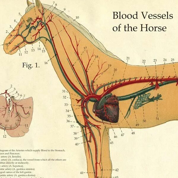 Артерии и вены животных. Анатомия жеребенка вены. Артерии животных анатомия. Артерии лошади. Анатомия лошади сосуды.