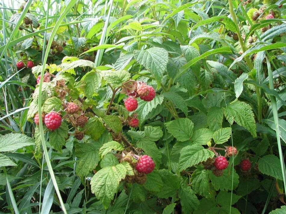 Малина обыкновенная (Rubus idaeus). Малина обыкновенная Rúbus idáeus. Малина обыкновенная (Rubus idaeus l.). Малина душистая куст. Малина обыкновенная кустарники