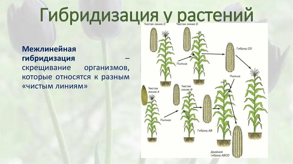 Суть метода гибридизации. Гибридизация в селекции растений. Межлинейная гибридизация растений. Отдалённая гибридизация растений. Методы гибридизации в селекции.