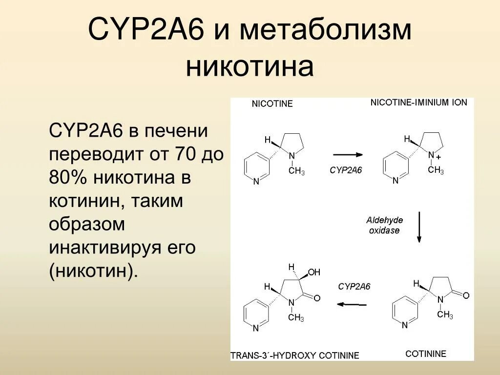 Метаболизм никотина. Схема никотина. Биотрансформация никотина. Химическая формула никотина.