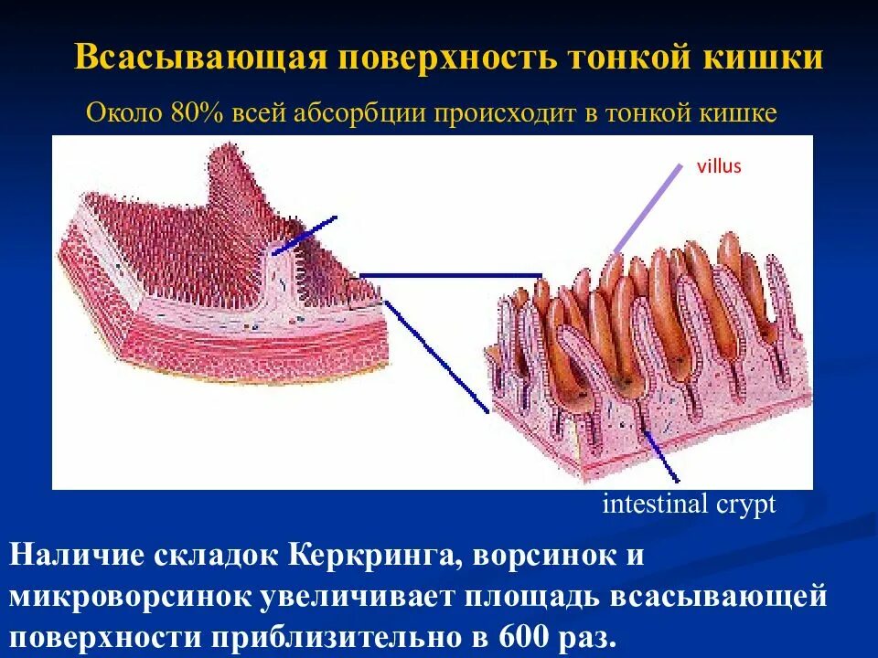 Внутренняя поверхность кишечника. Всасывательная поверхность тонкой кишки. Площадь всасывания тонкой кишки. Ворсинки тонкого кишечника анатомия. Строение ворсинки тонкого кишечника.