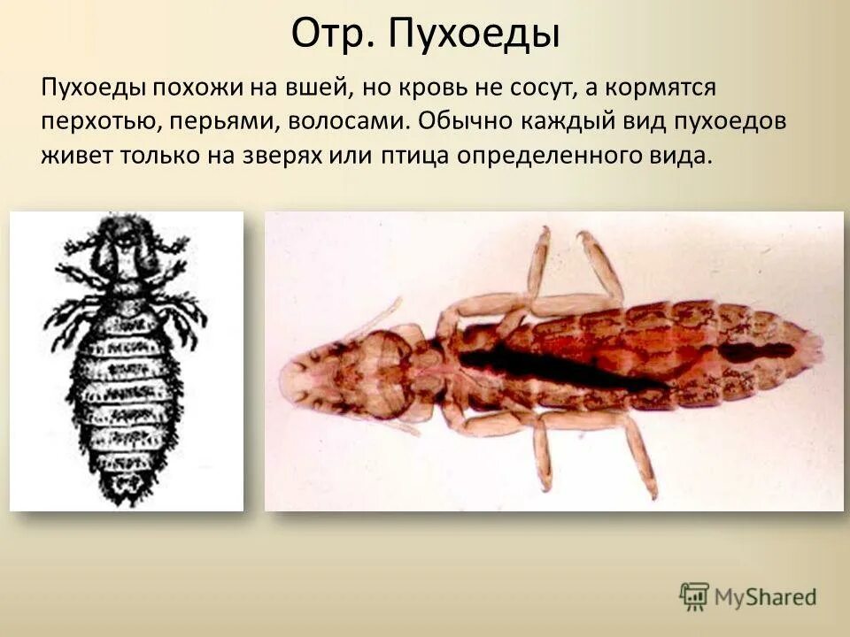 Пухоеды это. Жук пухоед. Пухоеды и вши паразитические насекомые. Отряд пухоеды и вши. Пухоеды (Mallophaga).