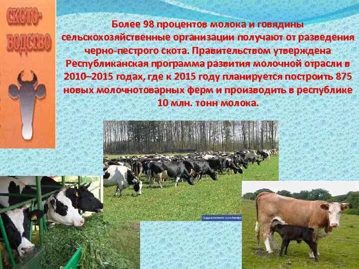 Животноводство в Республике Коми. Отрасли животноводства в РБ. Отрасли животноводства Республики Коми. Животноводство картинки для презентации. Какие направления имеет скотоводство 3