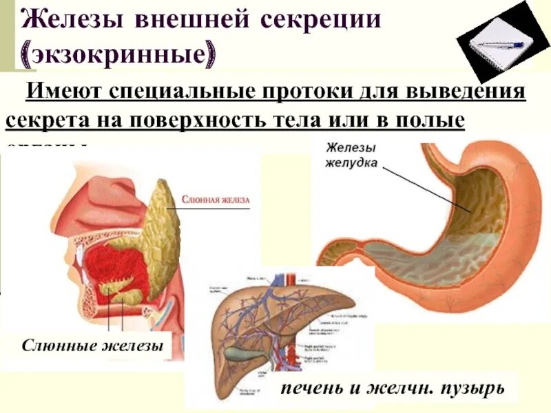 Тип секреции печени. К железам внешней секреции относят железы желудка. Печень железа внешней секреции. Слюнные железы внешней секреции. Печень железа внутренней секреции.