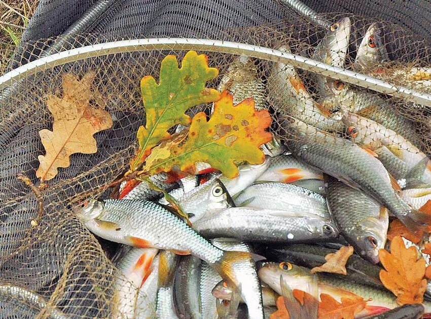 Осень рыбалка. Осенняя рыбалка. Улов рыбы. Рыбак осенью.