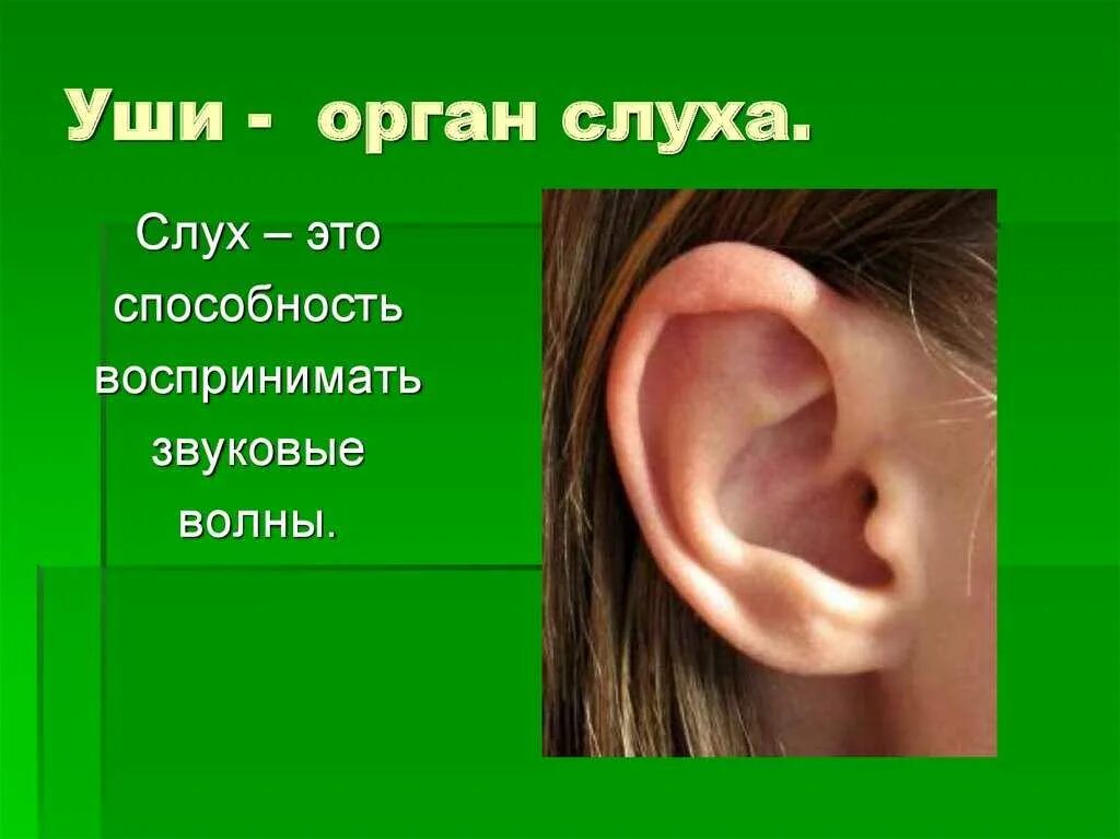 Уши орган слуха. Органы чувств человека ухо. Орган слуха для детей. Презентация уши орган слуха. Звуки это то что слышит ухо грамматические