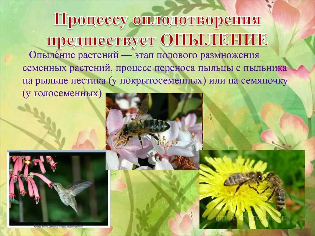Процесс опыления при размножении. Опыление и оплодотворение. опыление и оплодотворение растений. опыление и оплодотворение покрытосеменных растений. процесс опыления растений.