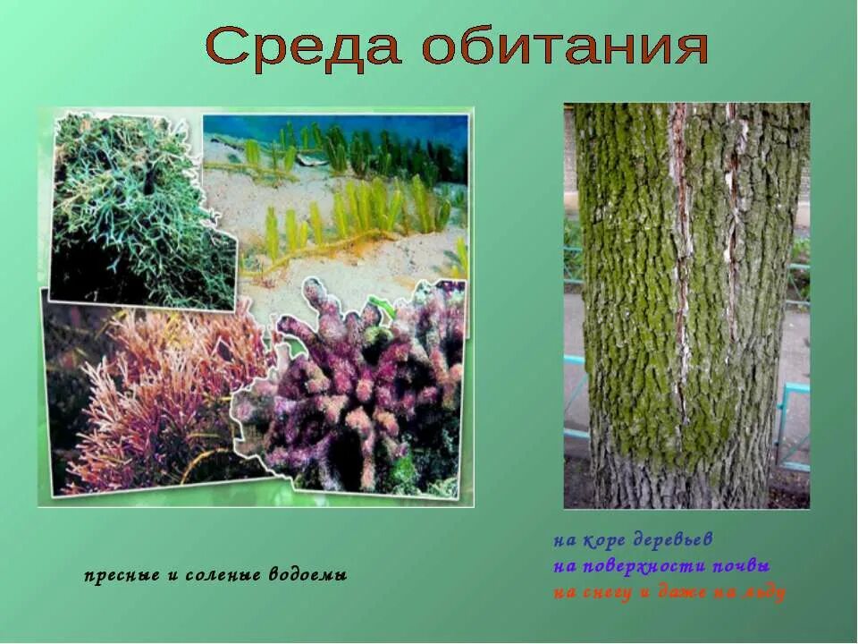 Места обитания водорослей. Разнообразие водорослей. Интересные факты о водорослях. Водоросли презентация. Водоросли гидрофиты.