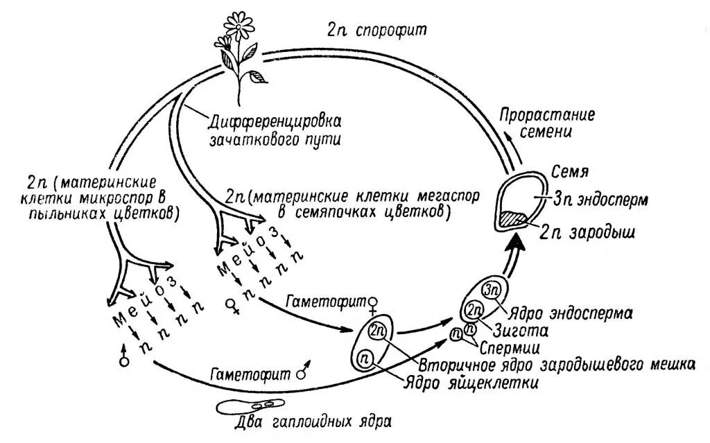 Сколько хромосом содержит эндосперм. Цикл развития покрытосеменных схема. Цикл развития покрытосеменных растений схема. Жизненный цикл цветковых схема. Цикл развития цветкового растения схема.