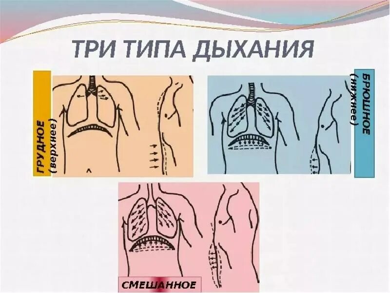 Грудной тип дыхания характерен для. Типы дыхания грудной брюшной и смешанный. Грудной Тип дыхания. Грудной и брюшной Тип дыхания. Смешанный Тип вдыхания.