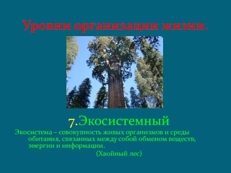 Биогеоценотический (экосистемный) уровень. Биогеоценотический (экосистемный) уровень. Уровни организации живого экосистемный. Экосистемный уровень организации характеристика. Биогеоценотический (экосистемный) уровень.