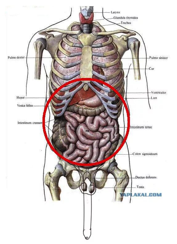 Человек левой стороны какой орган находится. Анатомия человека справа под ребрами спереди. Внутренние органы человека справа сбоку. Строение органов слева спереди. Человеческие органы слева спереди.