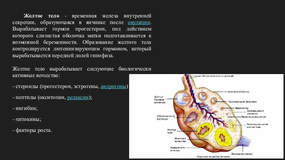 Желтое тело какие размеры. Желтое тело временная железа. Формирование желтого тела. Желтое тело строение.