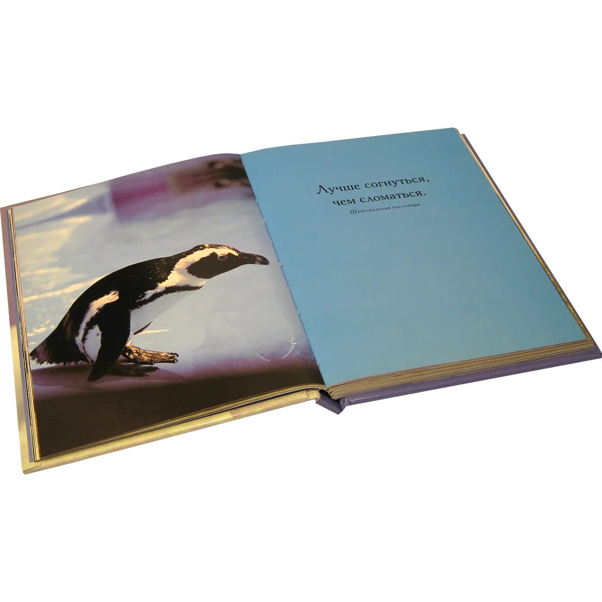 Глупый пингвин робко. Пингвин робко прячет тело жирное в утесах. Ковальски пингвин. Глупый пингвин прячет тело жирное в утёсах. Глупый пингвин прячет тело жирное в утёсах.