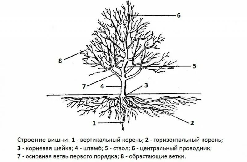 Внешнее строение вишни. Корневая система абрикоса схема. корневая система черешни. строение плодового дерева вишня. корни абрикоса глубина.