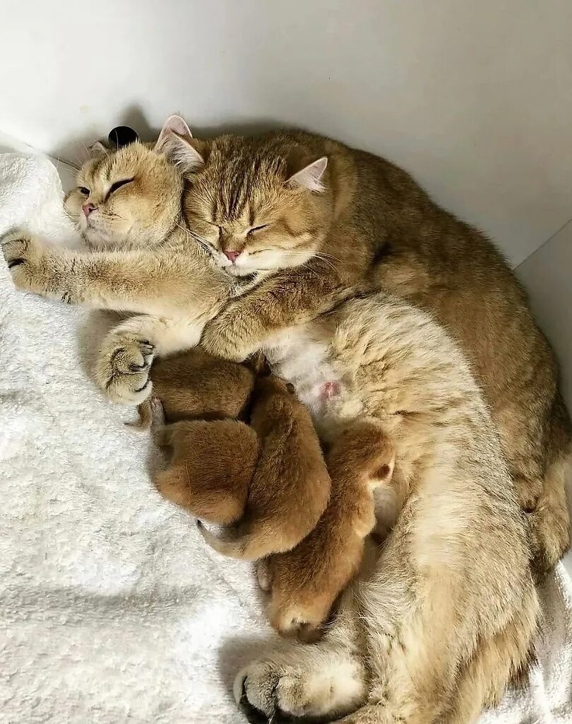 Котиков видела. Котик приснилось. Котиков видела. Обманутый кот. Порядочный кот.