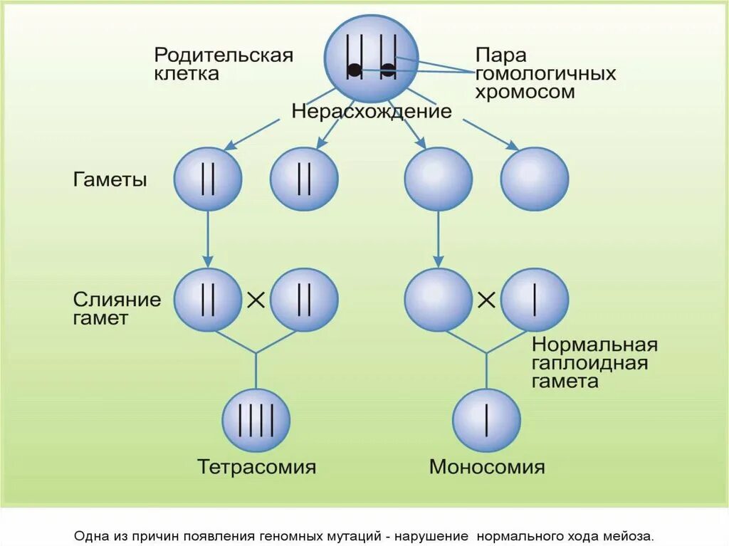 Причины возникновения геномных мутаций. Этапы мейоза схема с хромосомами. Деление клетки мейоз схема. Стадии мейоза с набором хромосом. Набор хромосом и процессы в митозе и в мейозе.