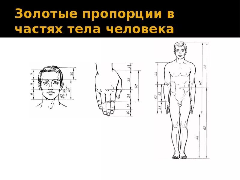 Пропорции тела человека золотое сечение. Золотые пропорции в частях тела человека. Золотые пропорции в фигуре человека. Золотое сечение в пропорциях человеческого тела.
