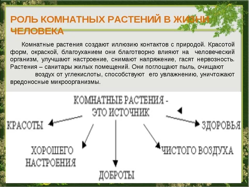 Выберите значение растений в природе. Роль комнатных растений. Роль комнатных растений в жизни человека. Роль растений в жизни человека. Роль растений для человека.