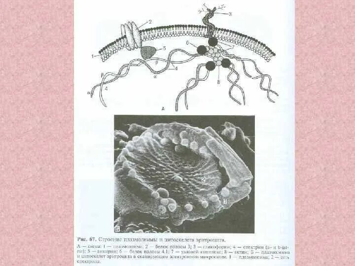 Плазмолемма эритроцита. Строение цитоскелета эритроцитов. Строение плазмолеммы и цитоскелета эритроцита. Строение плазмолеммы эритроцита. Плазмолемма эритроцита гистология.