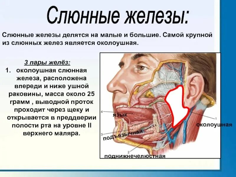 Слюн железа. Околоушная слюнная железа.