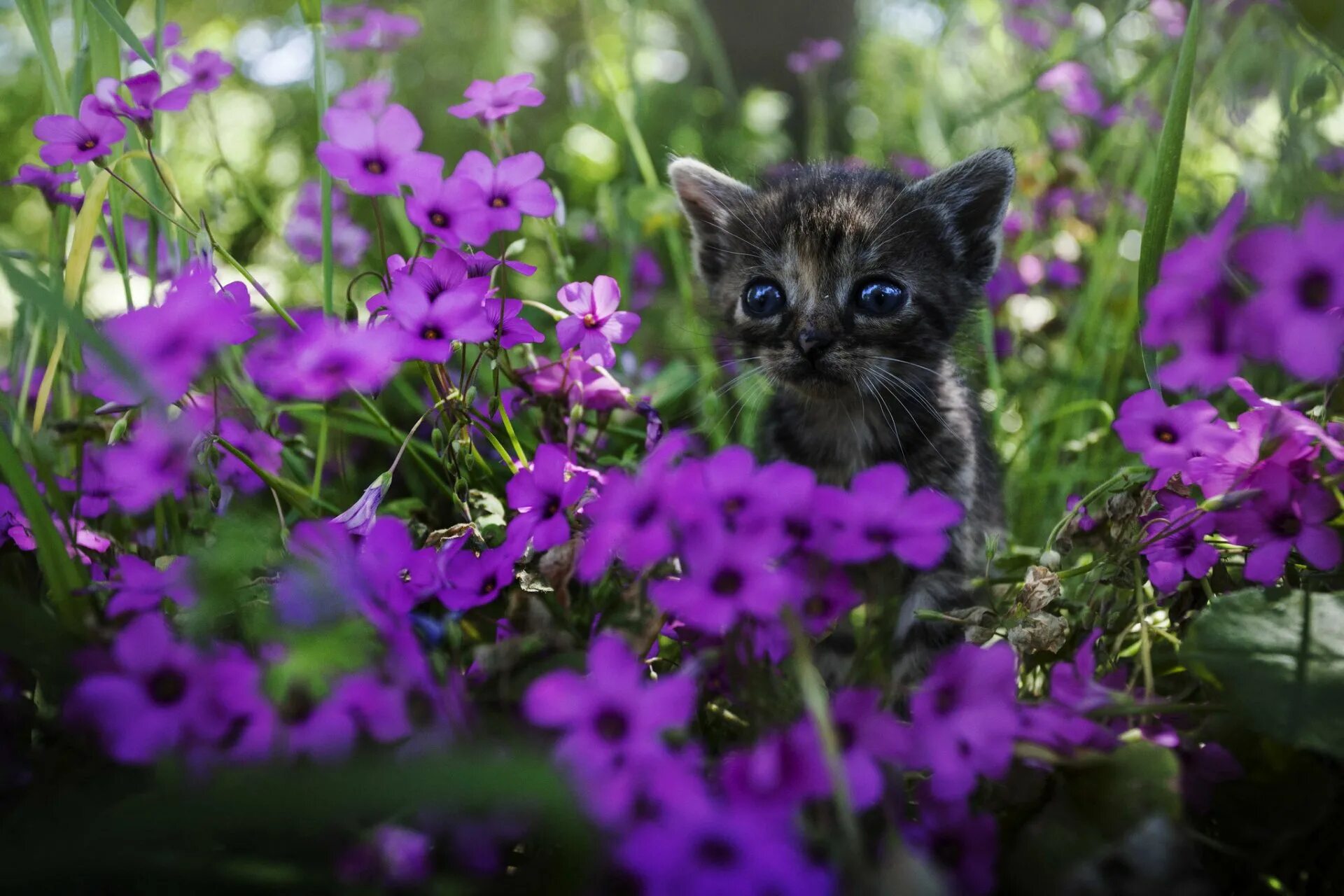 Кошка много цветов. Котенок в цветах. Котёнок с цветком. Красивые котики. Милый котик в цветах.