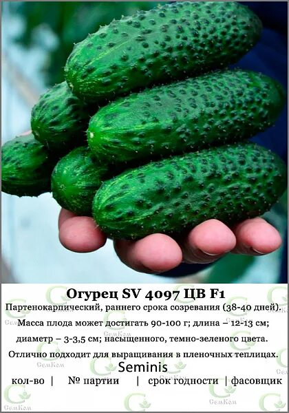 Огурец св4097цв характеристика и описание сорта фото