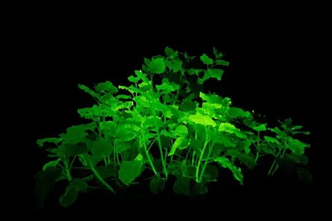 Созданы растения, светящиеся в темноте - news