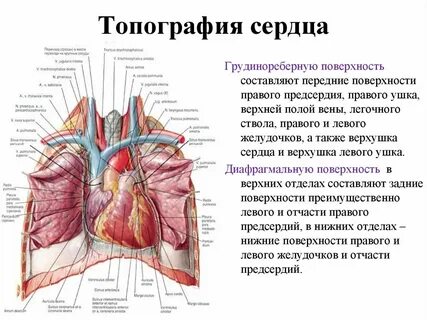 Строение топография