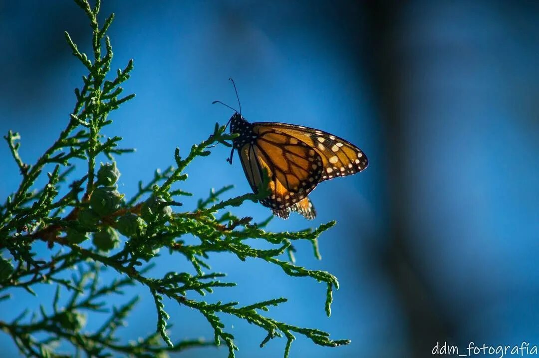 Mariposa marrón significado