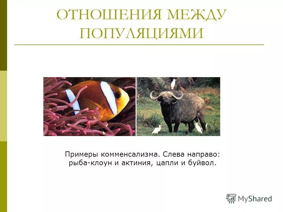 Выберите пример комменсализма. Комменсализм примеры. Комменсализм примеры животных. Протокооперация Тип взаимоотношений. Примеры комменсализма в биологии.