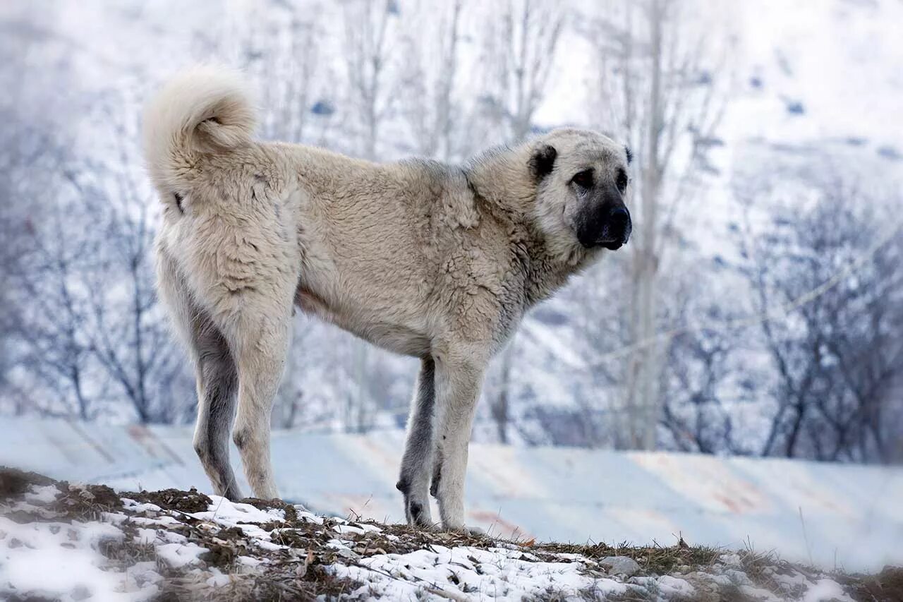 Порода турецкий кангал