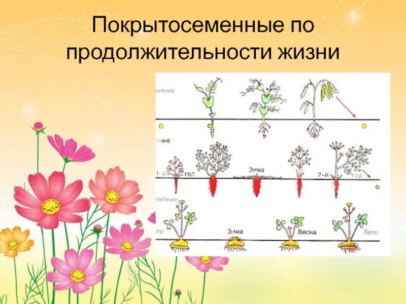 Жизнедеятельность покрытосеменных. Покрытосеменные однолетние двулетние многолетние. Схема жизненные формы покрытосеменных растений. Цветковые по продолжительности жизни. Цветковые растения по продолжительности жизни.