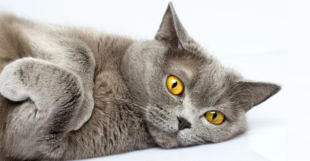 Что значит грация кошки. Британская короткошёрстная кошка. картезианская кошка шартрез. британская короткошёрстная кошка характер. обои на рабочий стол кошки.
