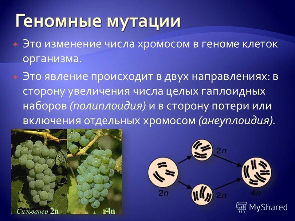 увеличение числа генов