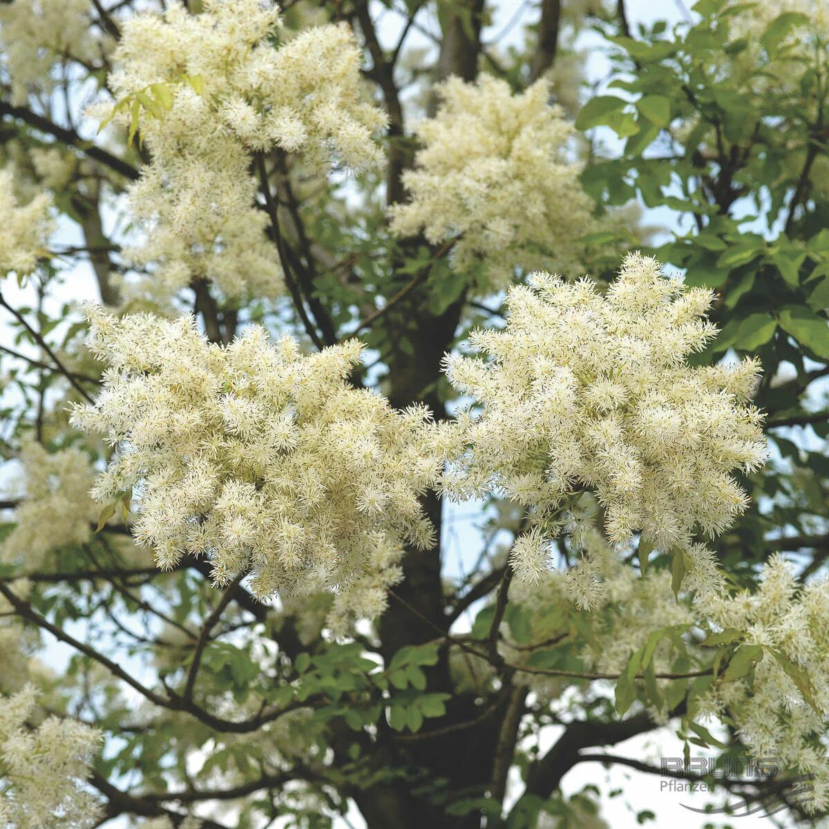 Ясень манновый. Ясень обыкновенный цветение. Ясень обыкновенный соцветие. Как цветет ясень. Ясень обыкновенный цветение.