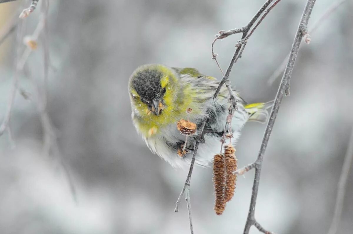 Чиж птица года конкурс. Зимующий Чиж. Чиж зимующая птица. Чиж зимой. Чиж птица зимой.