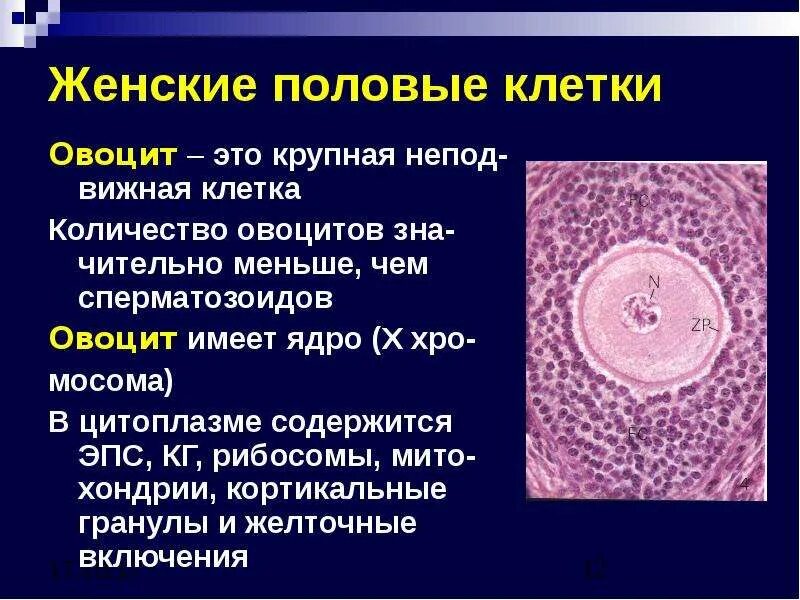 Женская половая система половые клетки. Половые клетки. Строение овоцита. Строение половых клеток. Женская половая клетка.