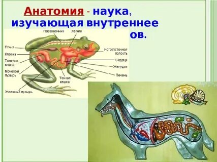 Что изучает внутреннее строение