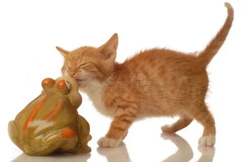 Dog cat frog