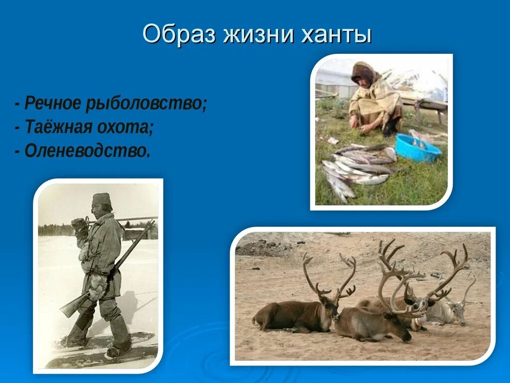 Занятия населения тундры. Промысел жителей тундры. Основное занятие жителей тундры. Рыболовство оленеводство охота ханты. Арктическая пустыня занятия населения.