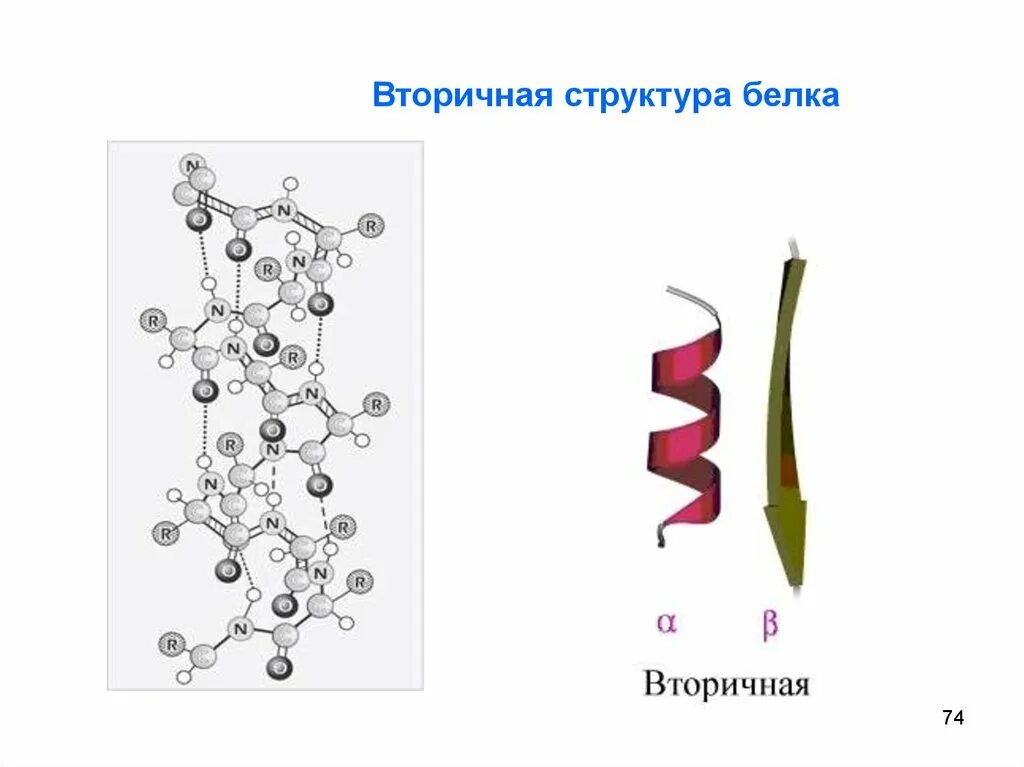 Вторичная структура белка рисунок. Вторичная структура. Строение биополимеров. Альфа спираль вторичной структуры. Рисунок биополимеров